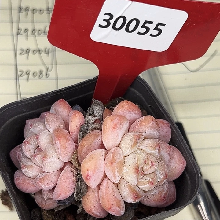 糖心。   30055号。