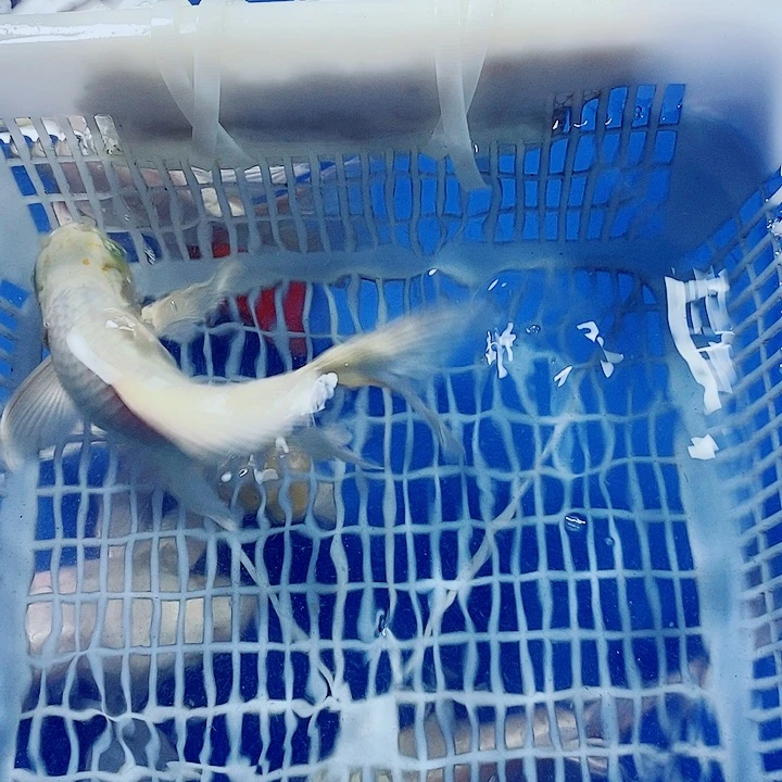 蝴蝶鲤台式精品蝴蝶鲤鱼