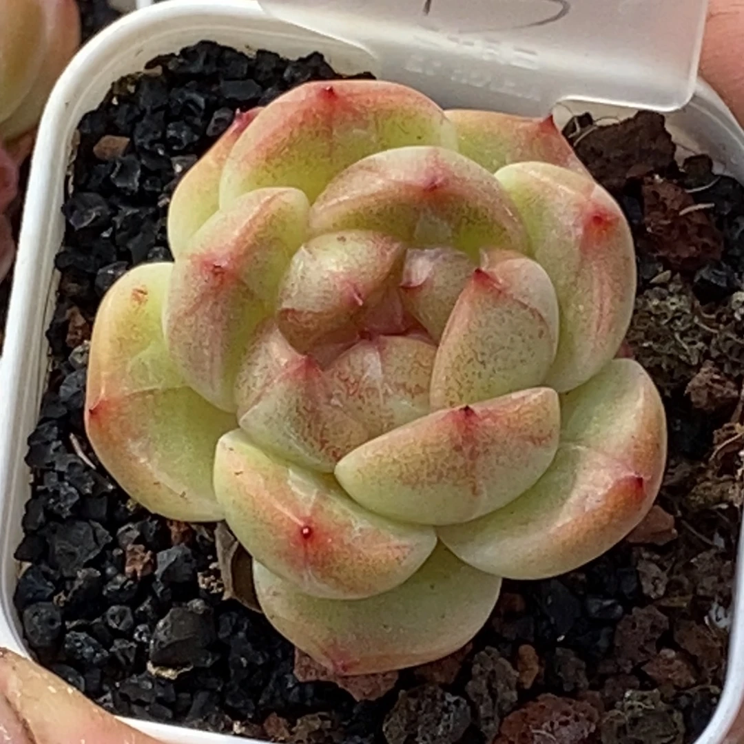 天官赐福百无禁忌