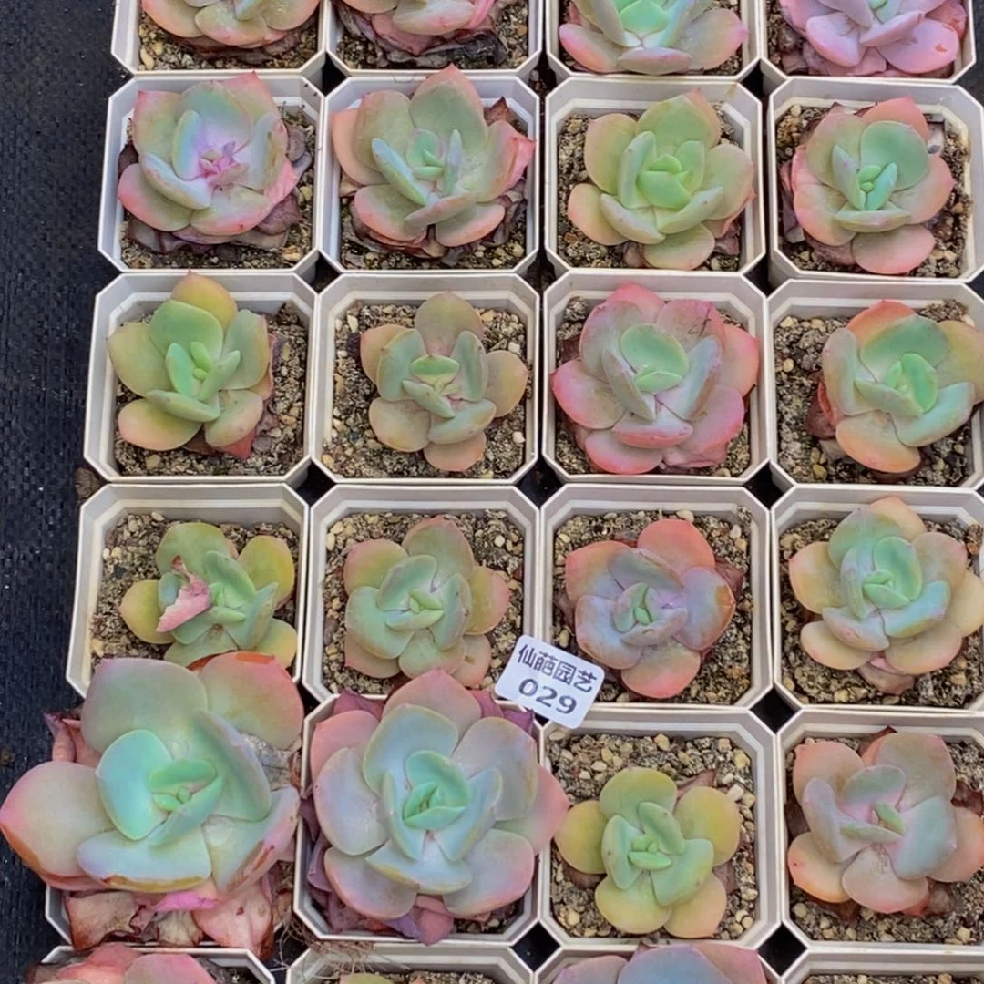 淼***淼029多肉植物保护研究所所长助理