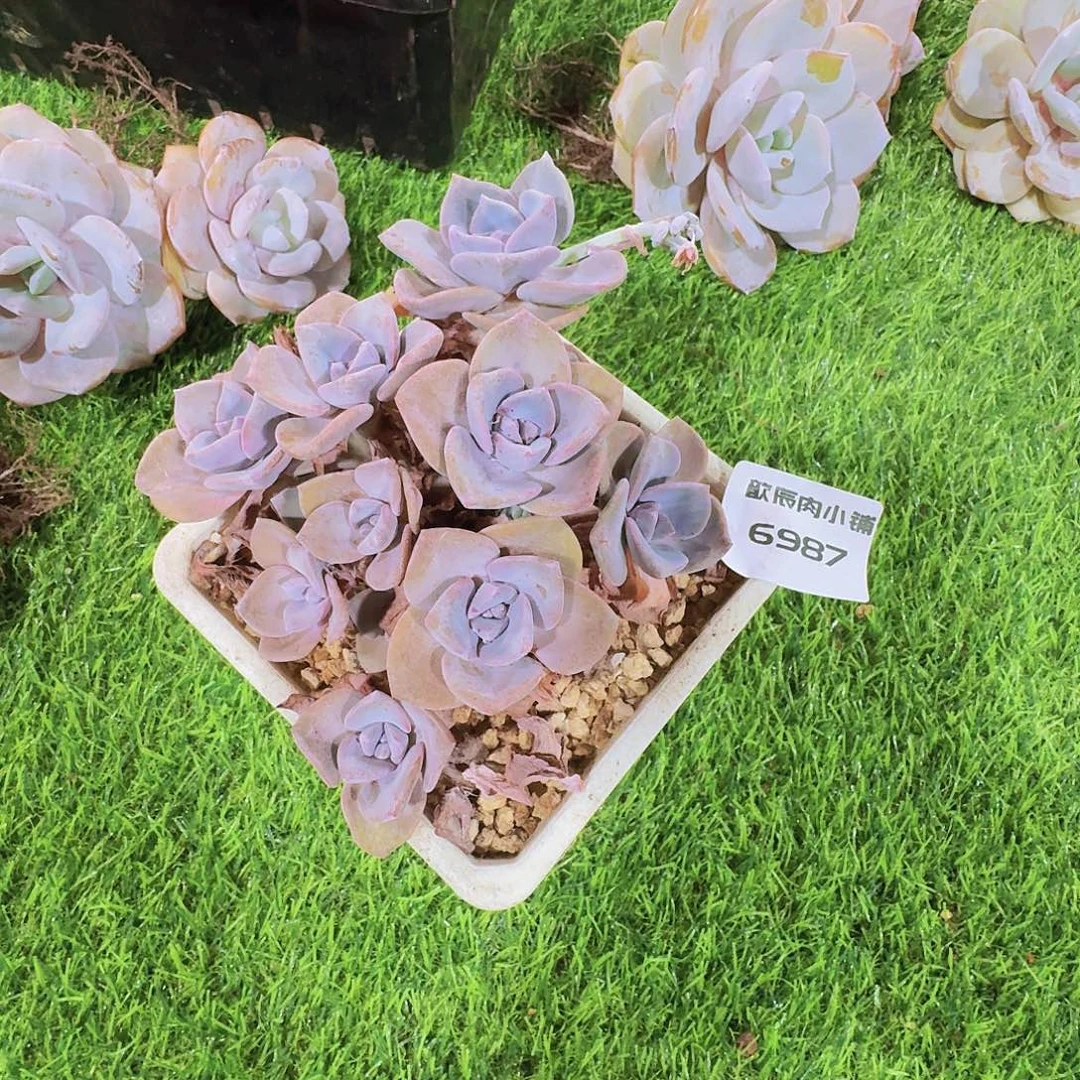 为***待多肉植物彩虹糖6987