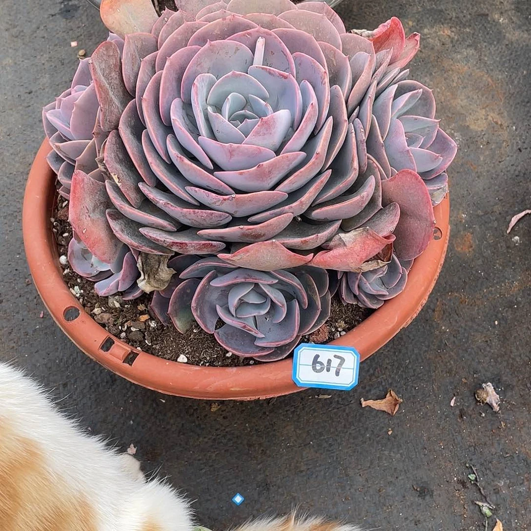 617尘埃玫瑰 一物一拍多肉