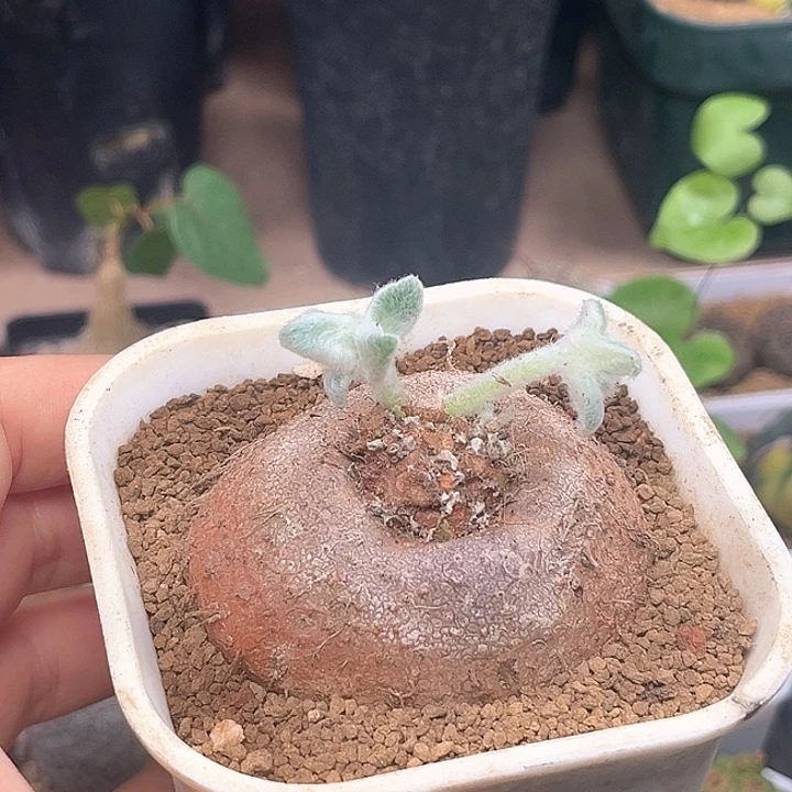 断崖女王母本6.3cm