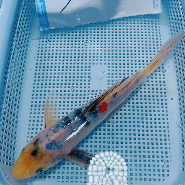 海水鱼锦鲤观赏鱼130