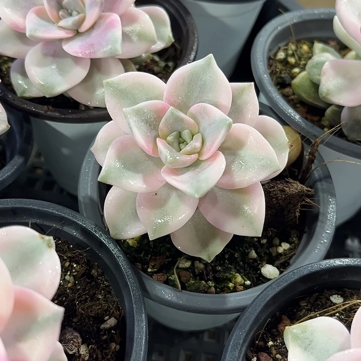 2棵紫乐锦多肉植物