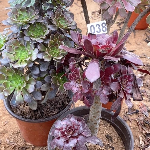 038三颗法师多肉植物