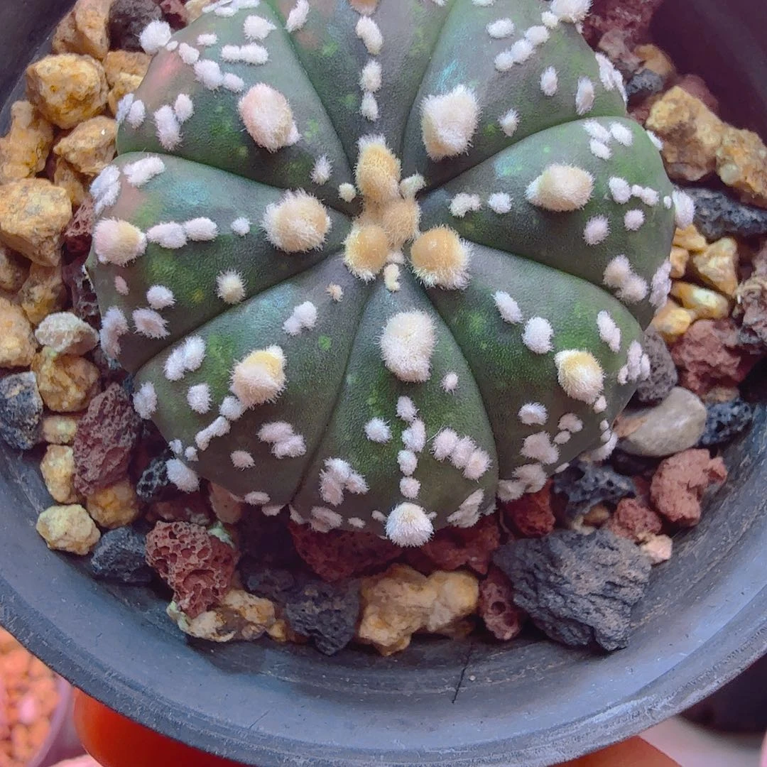 特价皇室兜兜多肉植物