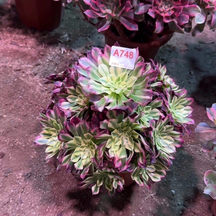 天合748多肉植物冠服26