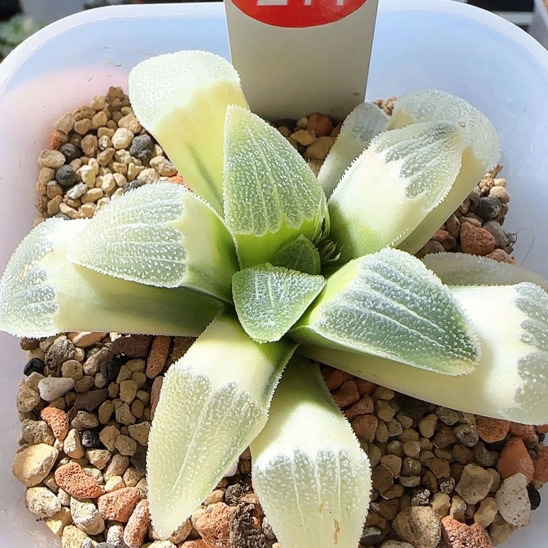 211号糊斑蓝光一物一拍带盆土