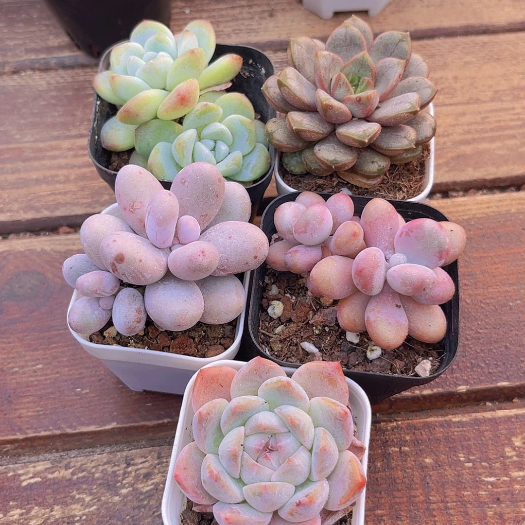 胖胖组合多肉植物5盆