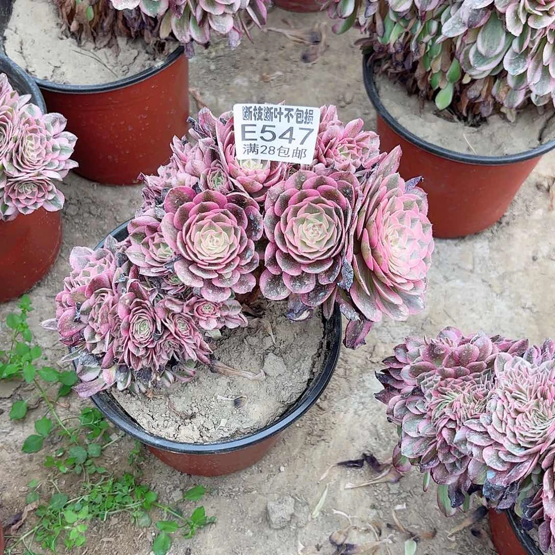 X 547倾城缀多肉1222