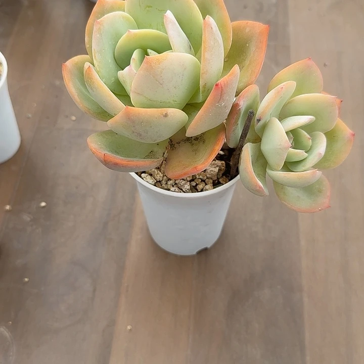 随***心白凤多肉植物一颗