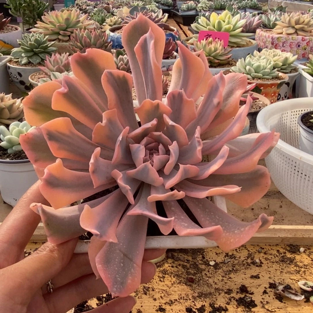 277利比里亚锦锦锦锦锦锦