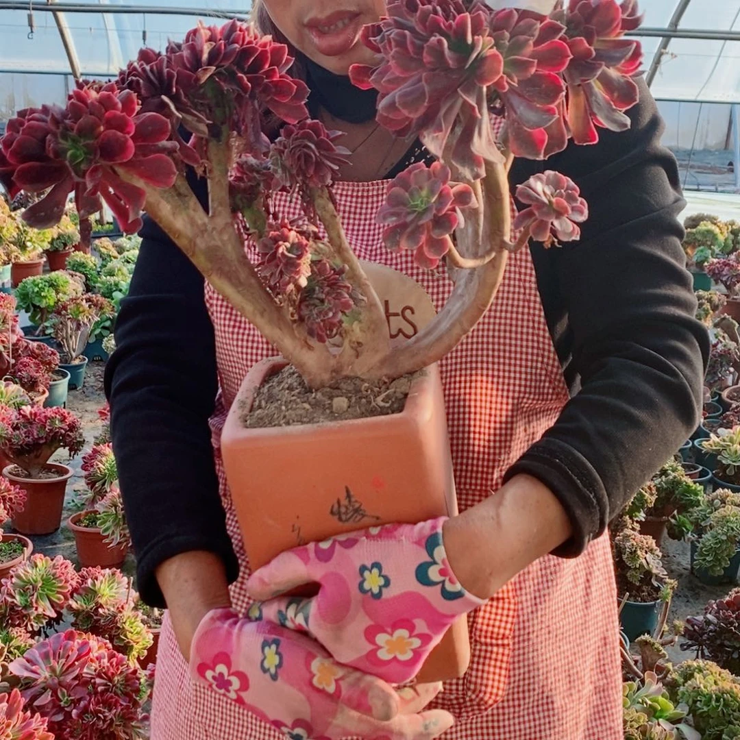 元***子完全开放123号美杜莎缀化1颗