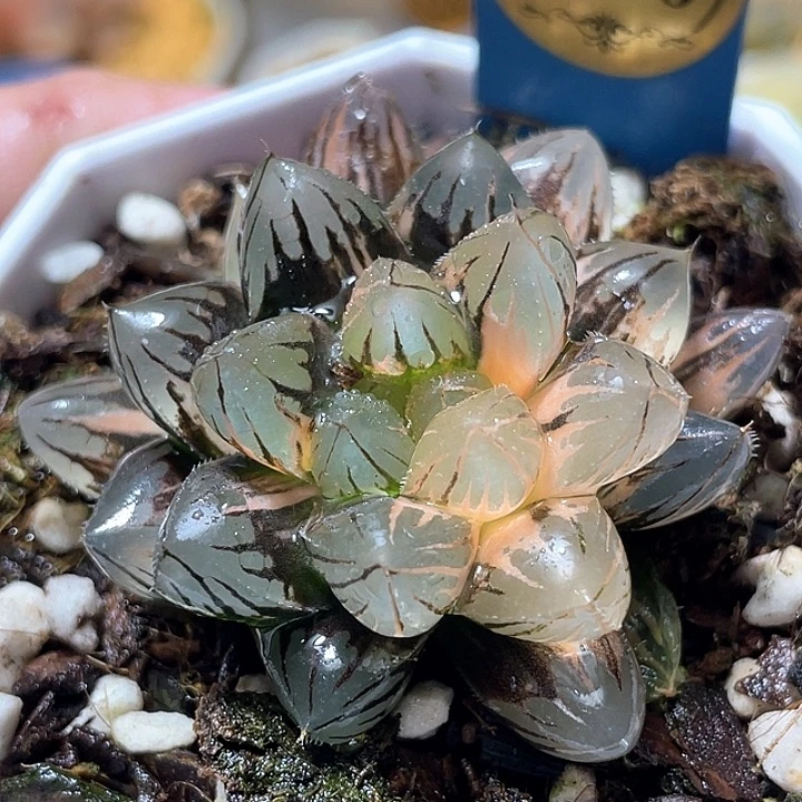 650霓虹灯锦特选福利