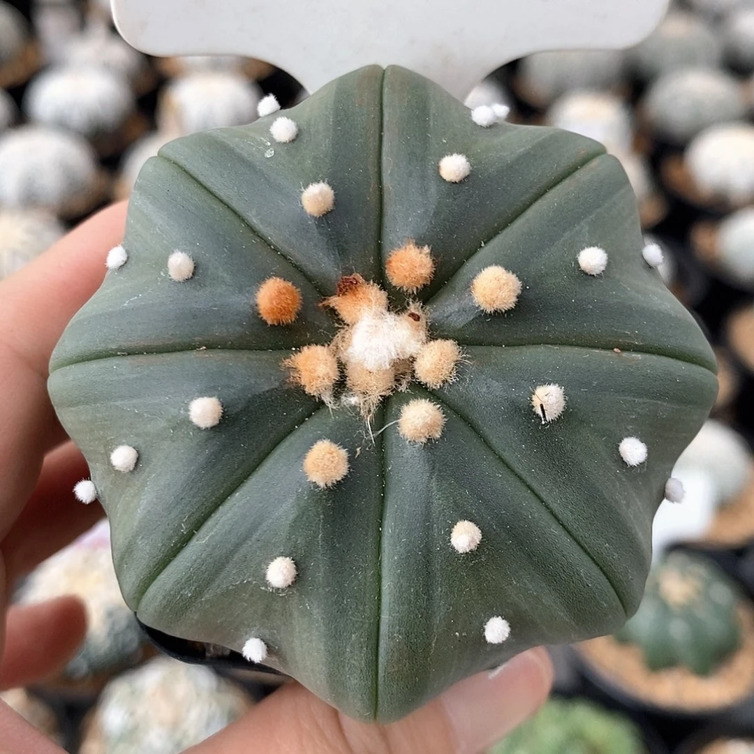 031琉璃海星系列福利