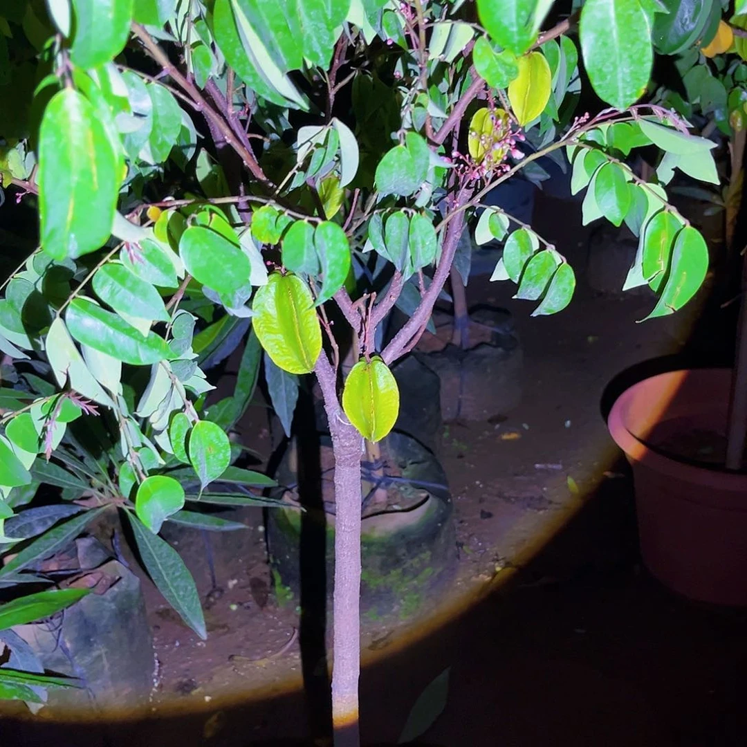 绝***谷无花朵111111111果