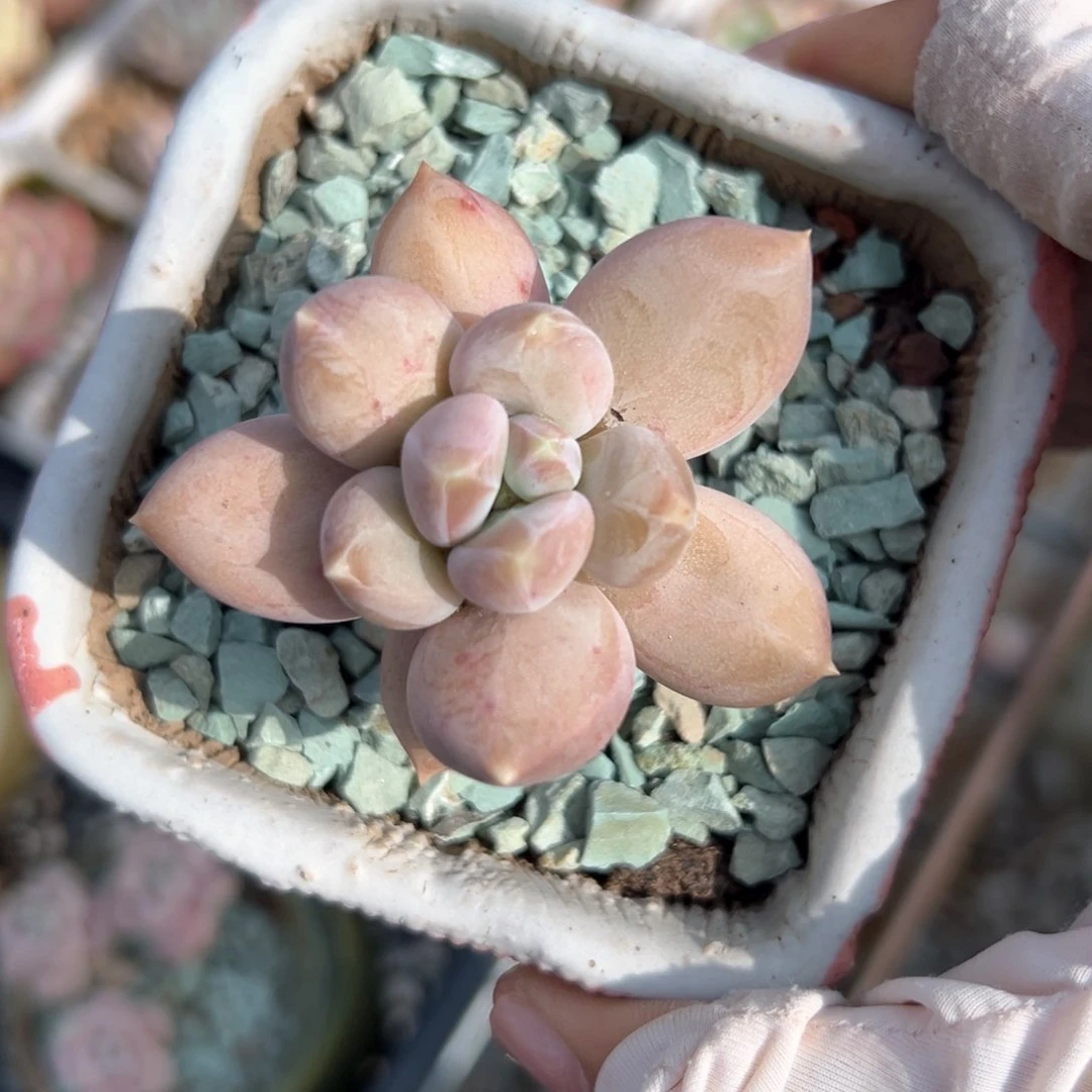 所罗门（满38包邮）多肉