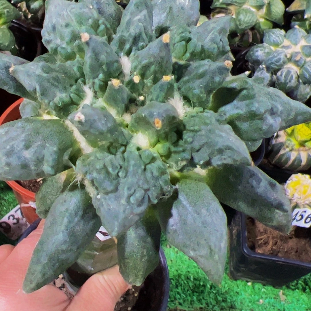 无花朵柳叶瘤尤怒涛486