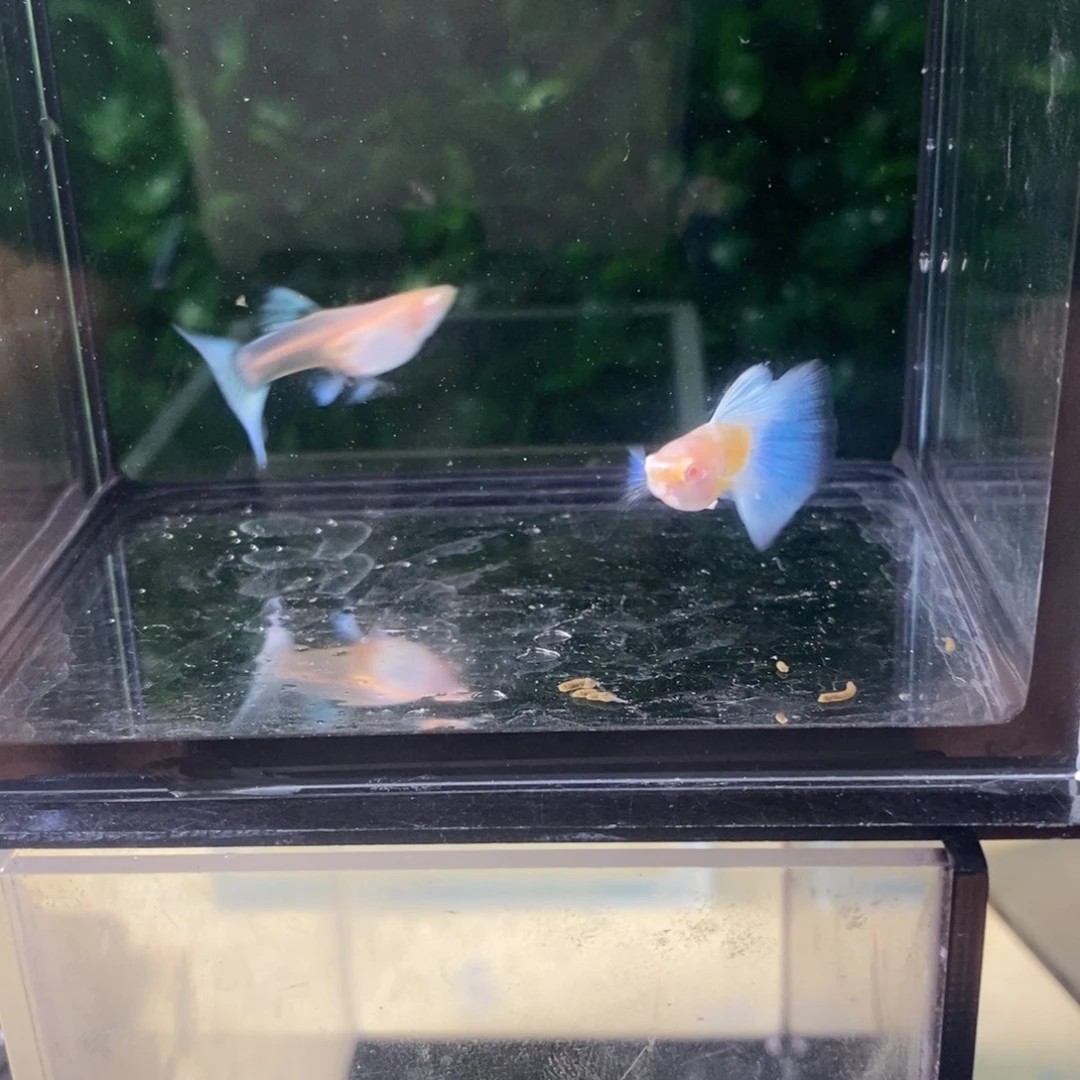 孔雀鱼蓝白欧翼一对