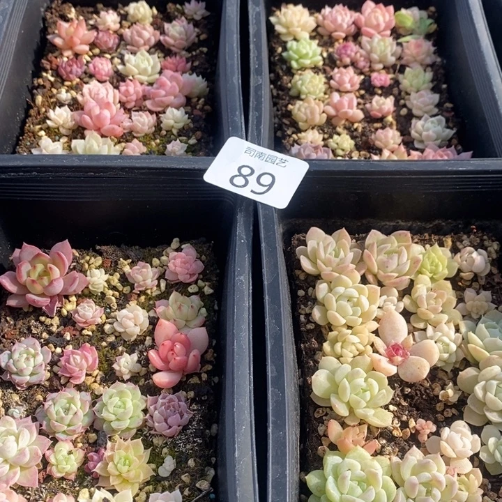 89 多肉植物盆栽花卉