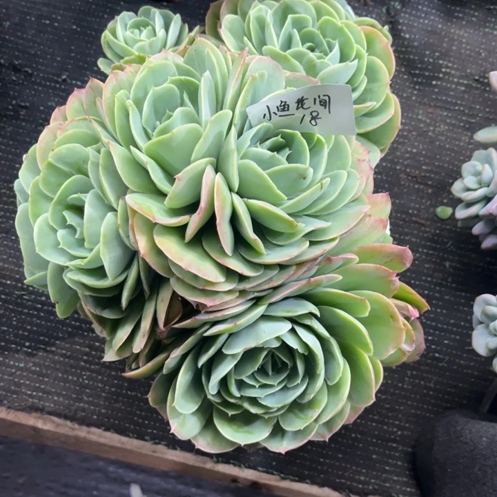 小***間桃花坞多肉植物多肉植物