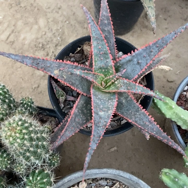 观赏芦荟一棵叶片点状纹路漂亮红