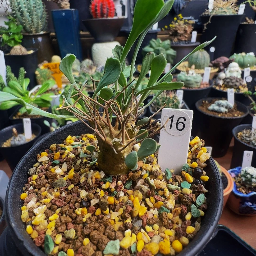 黑鬼殿带盆发货不脱土