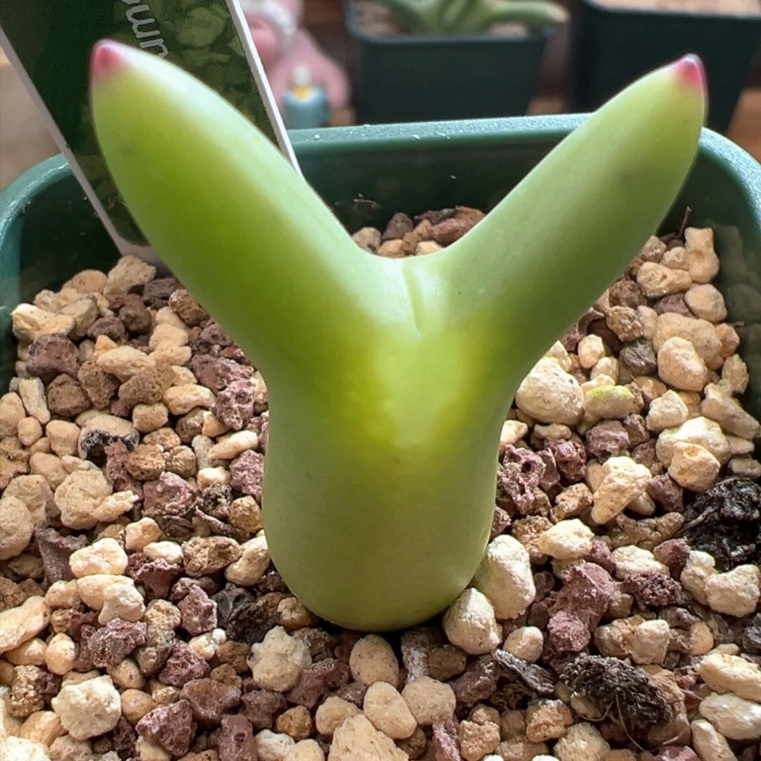 283。优选0136尖耳皮卡丘