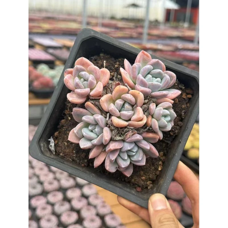 15#贵妃粉冰玉3头起多肉植物  前男友精品多肉