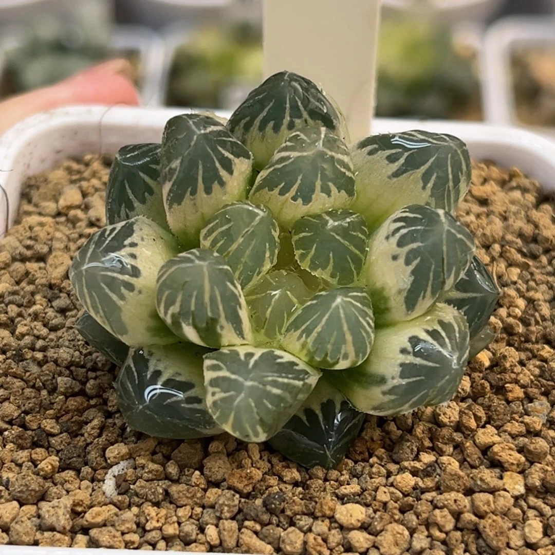 656完美糊斑龙爪玉露锦带仔