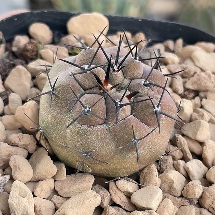 黑王实生仙人球