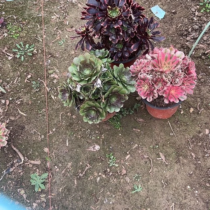 一单包邮不包侧枝48