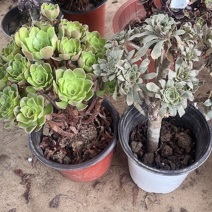2棵玫瑰玫瑰玫瑰玫瑰