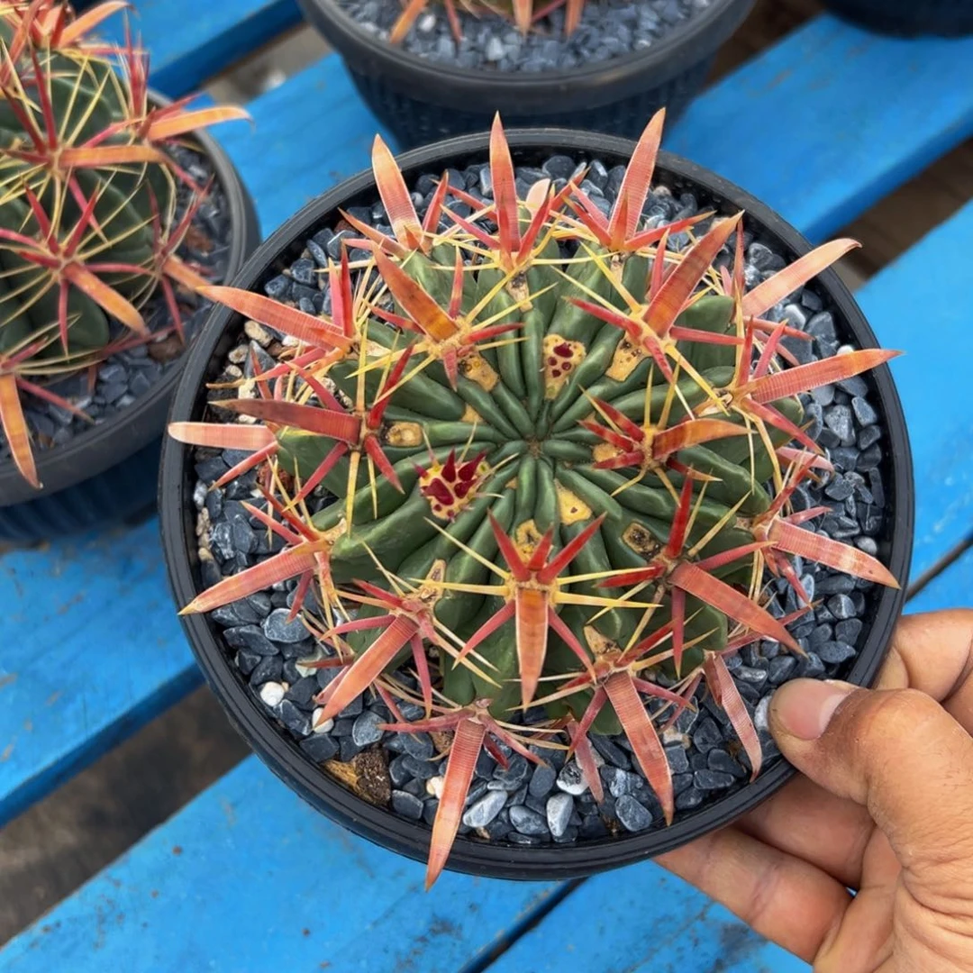 墨西哥丸叶日出精品放漏280