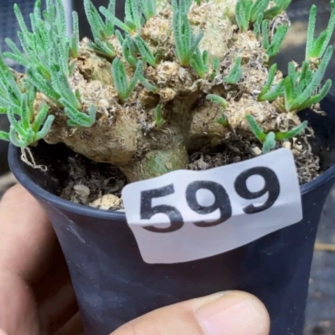 599天刺一物一图如图