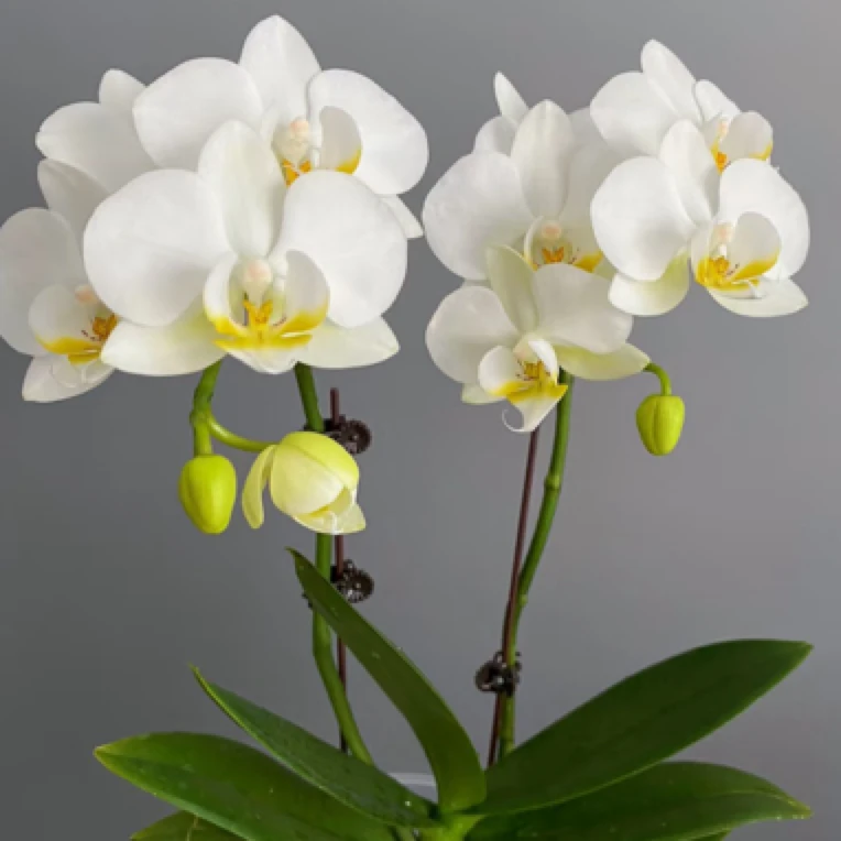 蝴蝶兰【伯尔尼】带花白露全花双梗桌面摆花公司前台室内绿植装饰