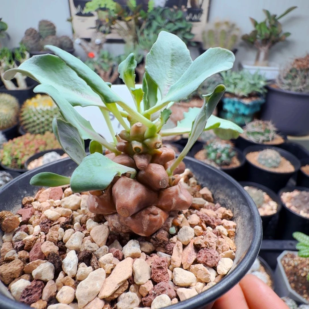 科*鸭570大尤蛮鬼塔