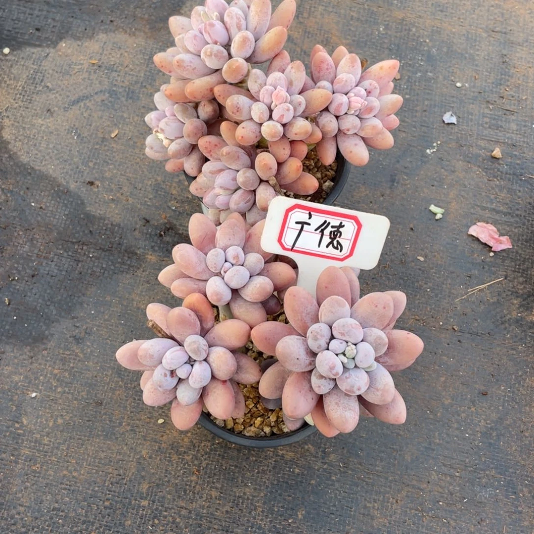 广***吧姐姐说要不就是个