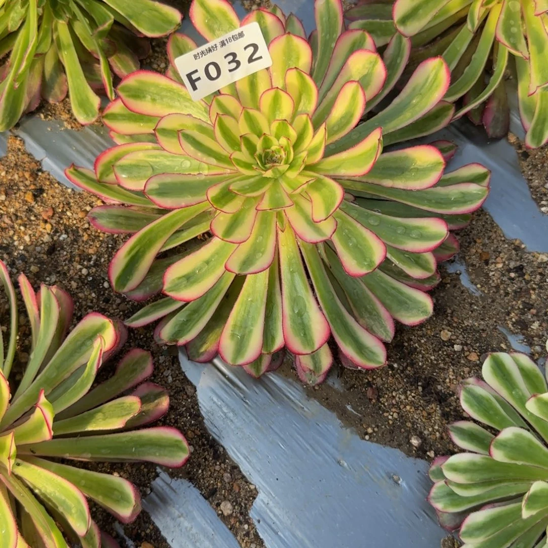 你***宝032白月光到秋。多肉植物