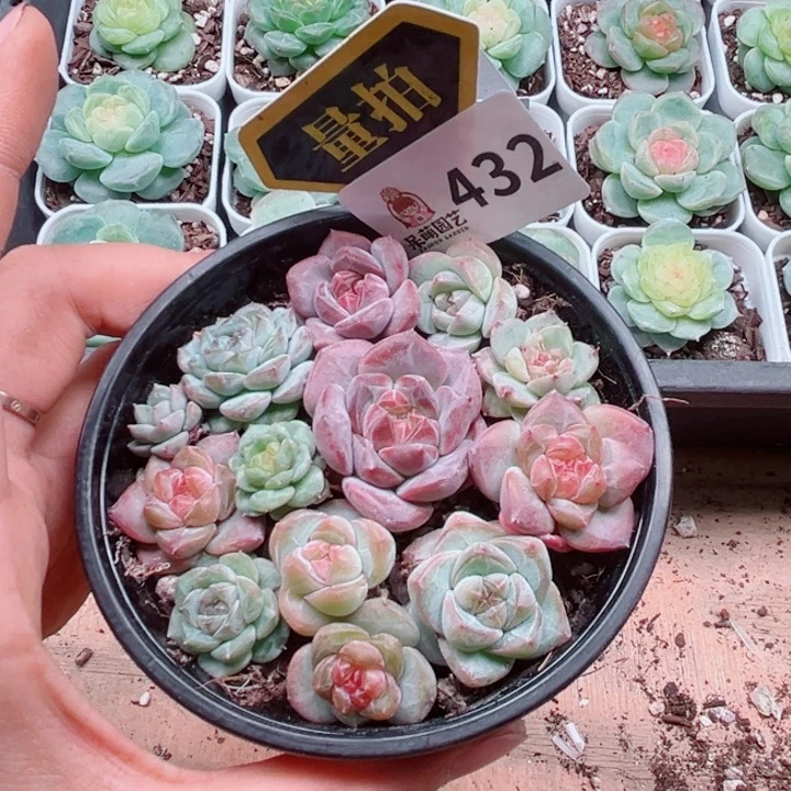 多肉植物多肉植物