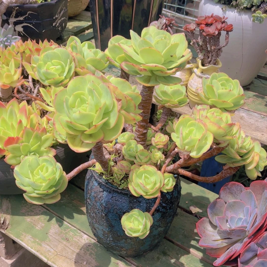 小***美多肉植物组合盆栽植物保护