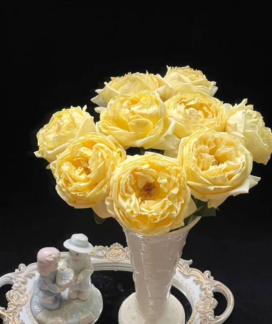 金伊芙玫瑰----新鲜优选鲜花-----云南基地直发-两单包邮