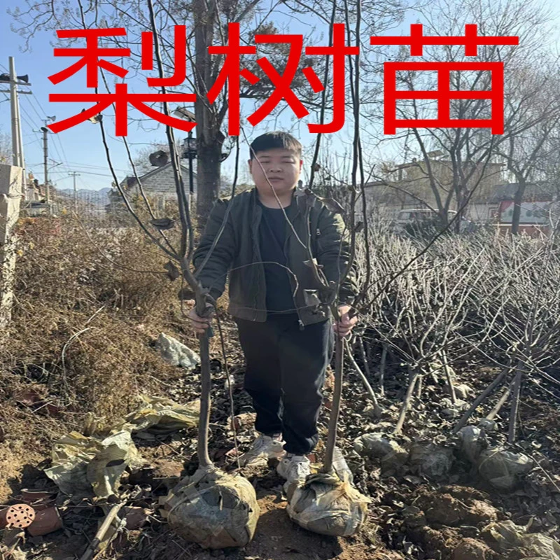 梨树苗嫁接山农酥梨树苗特大梨树苗南方北方种植果树秋月梨