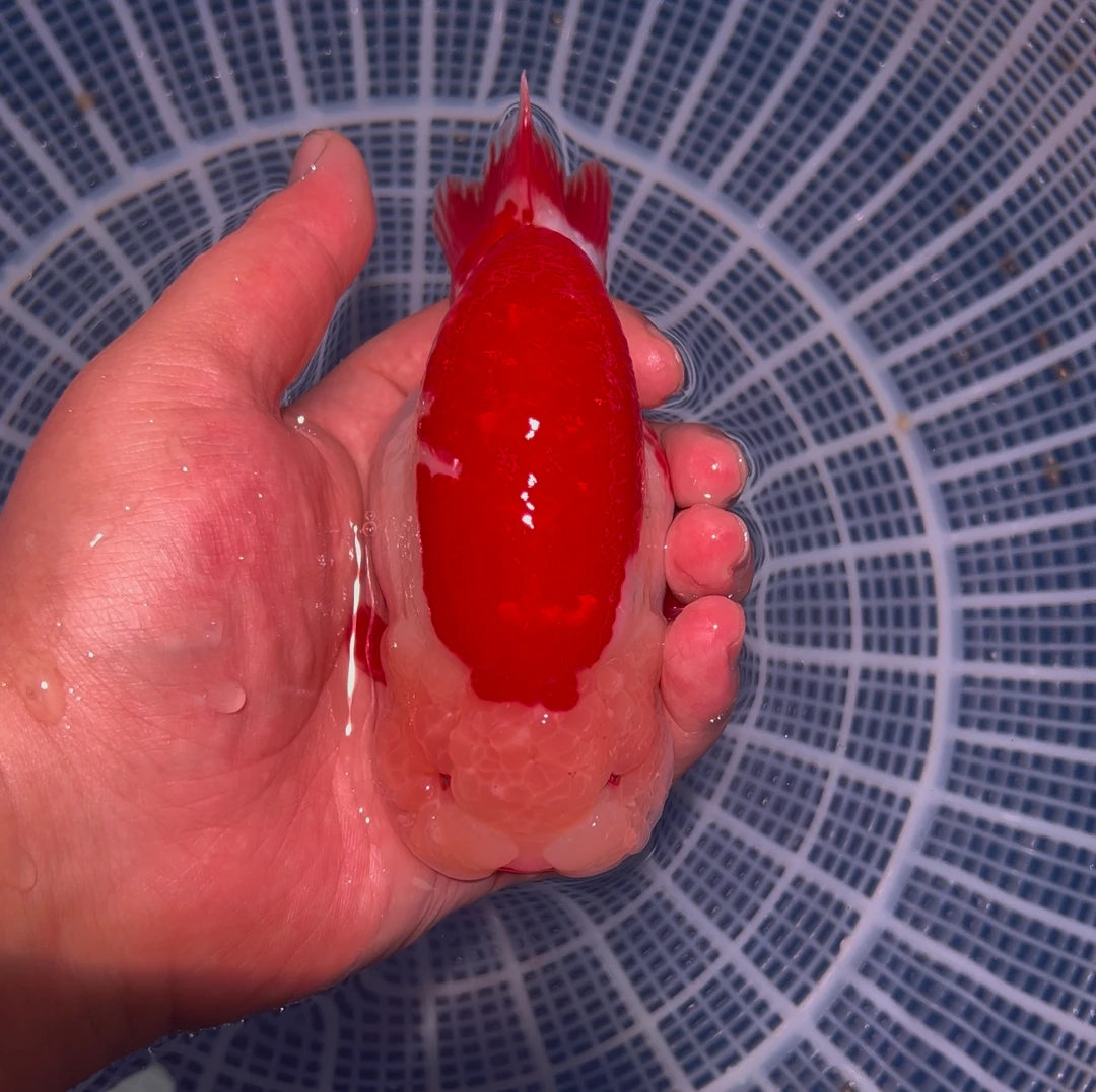 栗子家精品（马印灯照射，品相看准下单，退单拉黑）