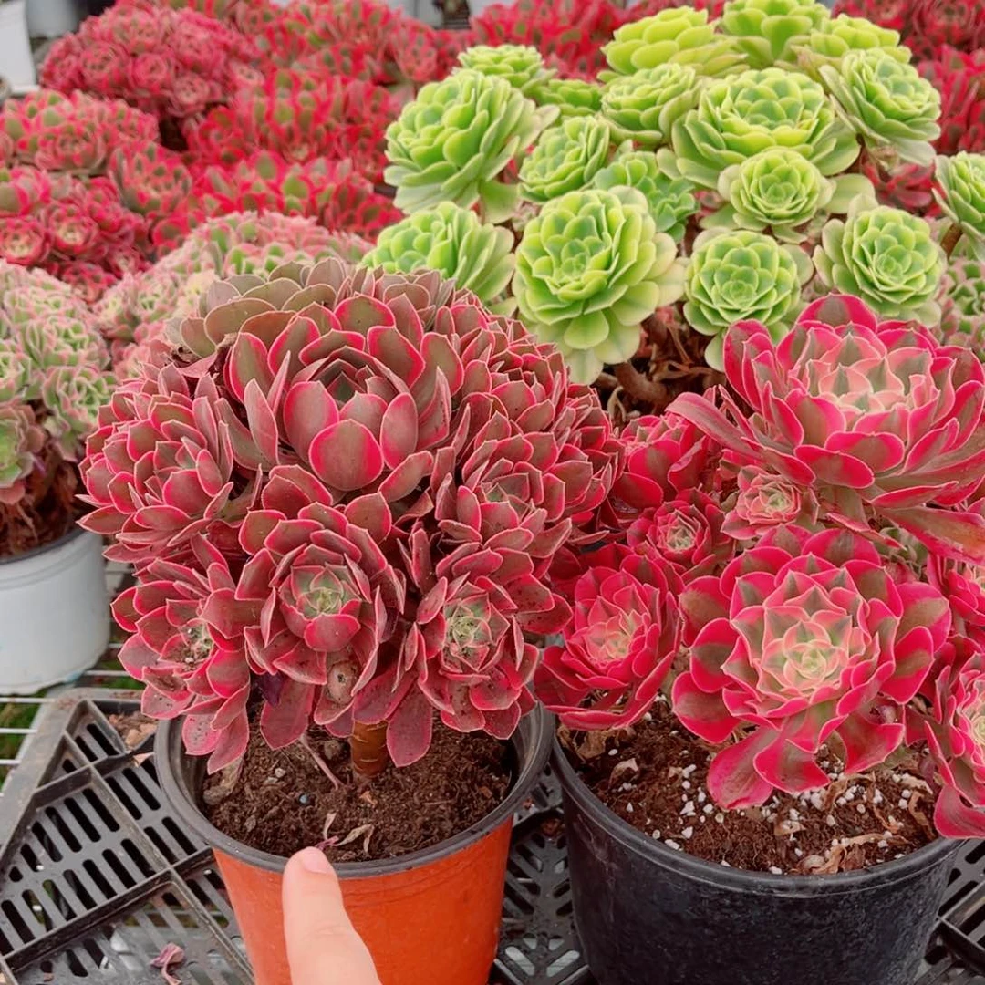 七彩+老桩浣纱11111