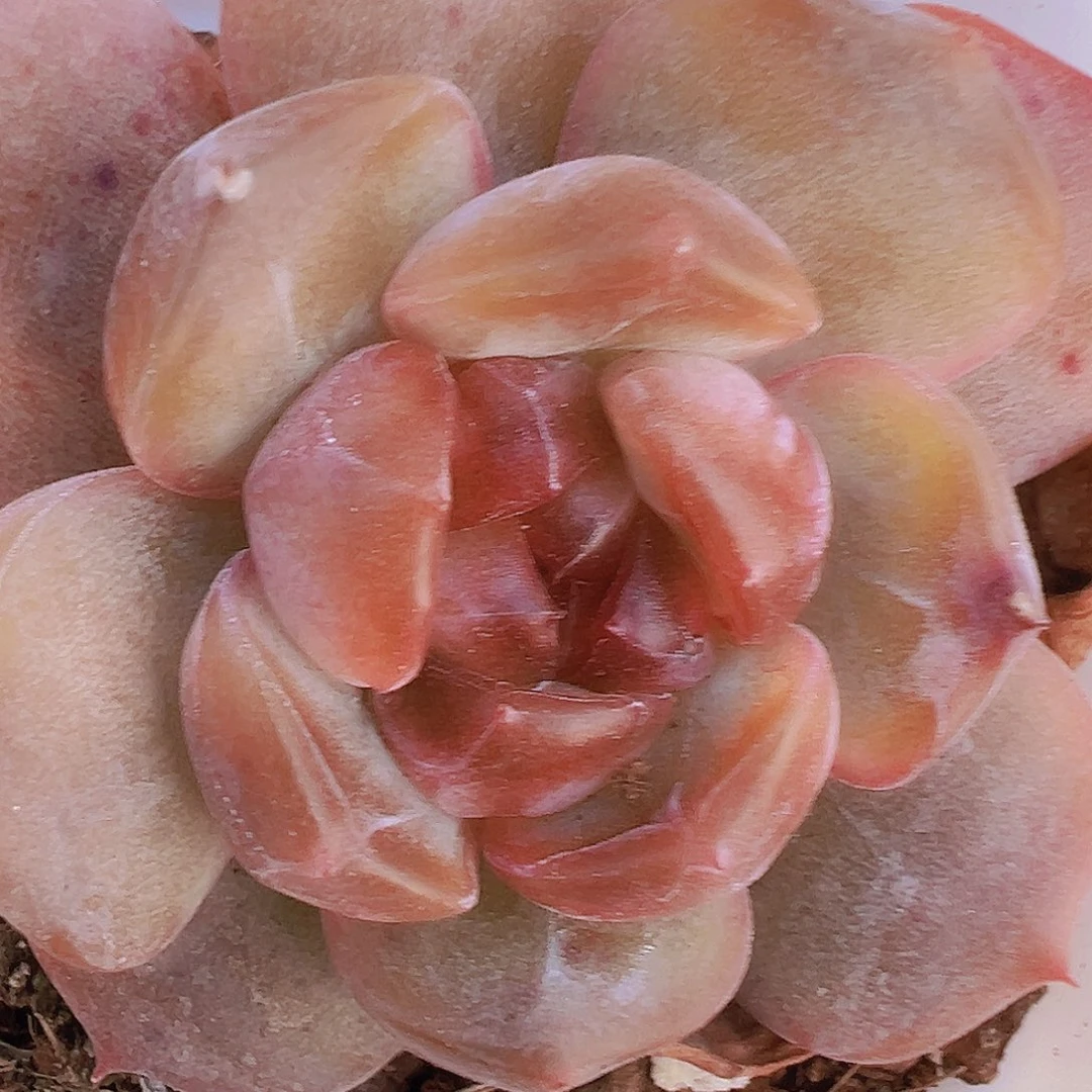 65盆红恋19包邮多肉