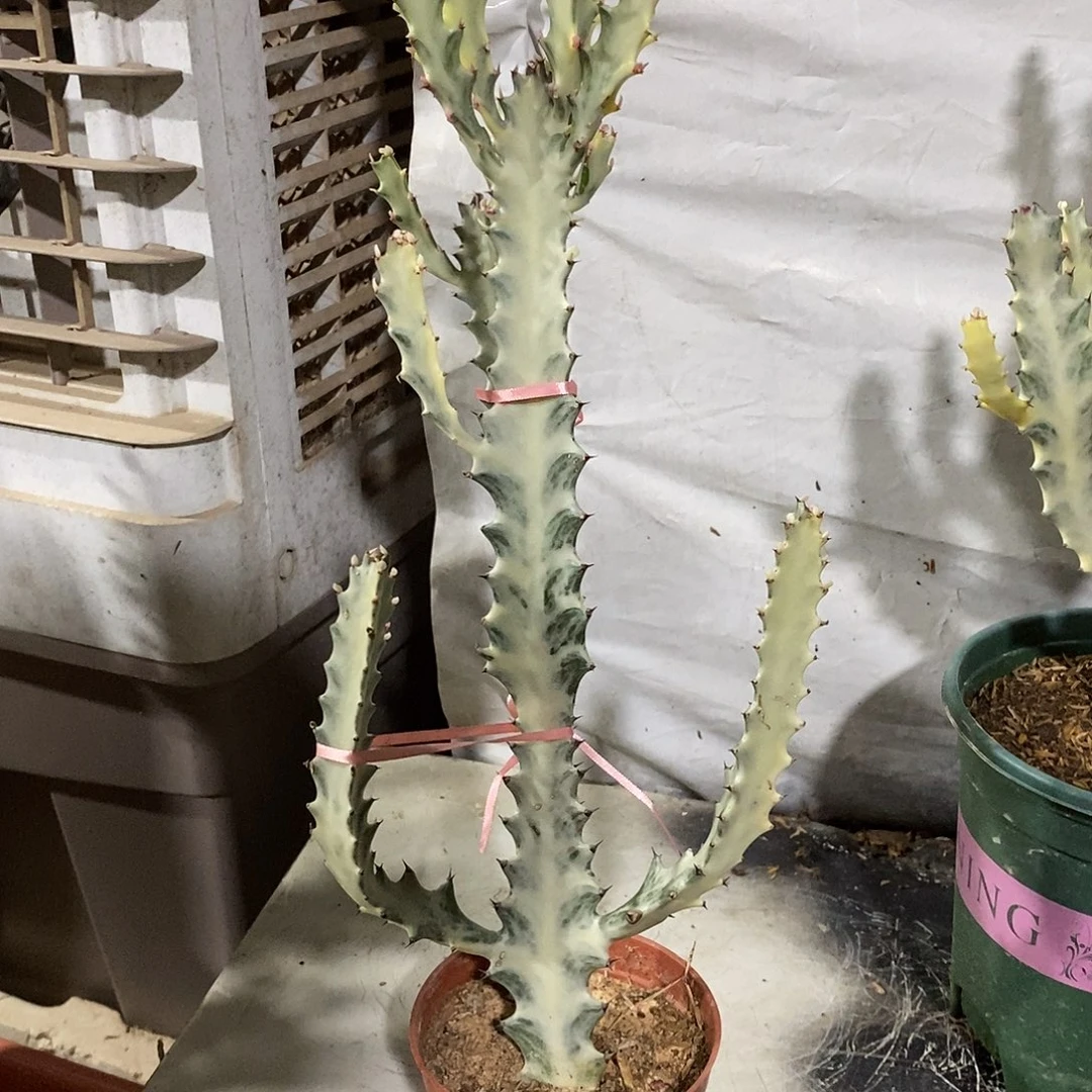 无花朵白龙骨一物一拍