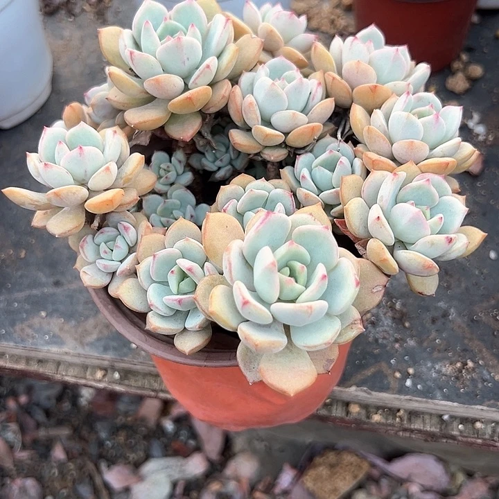 X**～一物一拍多肉格林