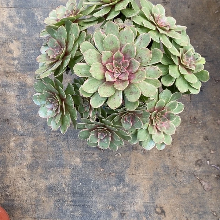 莲花座42多肉植物法师法师